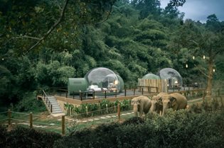 Jungle Bubble: the elephants outside your room